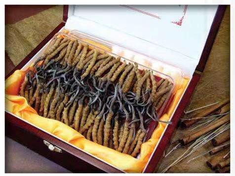 西岗冬虫夏草回收